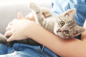 Зачем кошкам хвост: удивительные функции и секреты кошачьего баланса