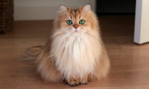 Можно ли стричь кошек?