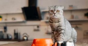 Почему коты боятся огурцов? Разгадка популярного феномена