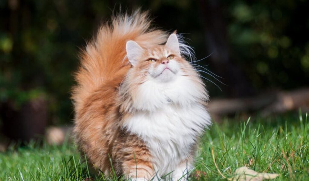 Почему коты любят валерьянку?