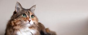 Почему кот спит в ногах: объяснение привычки, о которой не все задумываются
