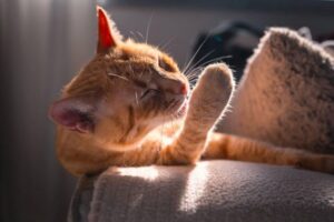 Почему кошки много спят: тайны кошачьего сна и его особенности