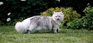 Можно ли стричь кошек?