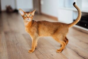 Почему коты любят валерьянку?