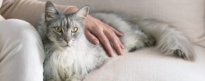 Почему кошки много спят: тайны кошачьего сна и его особенности
